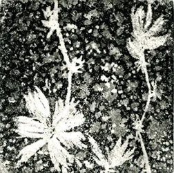 Small etching plates with motifs derived from seemingly random natural elements are reprinted and reconfigured in different ways to produce compositions that echo systems of growth in nature. The exponential number of variations possible with a few motifs suggests the economy of means with which nature generates endless pattern and form.